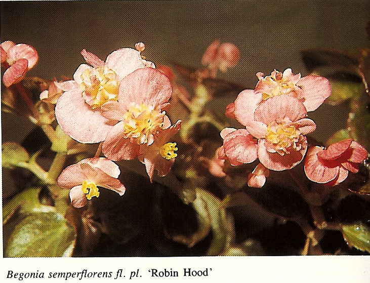 B. ‘Robin Hood’